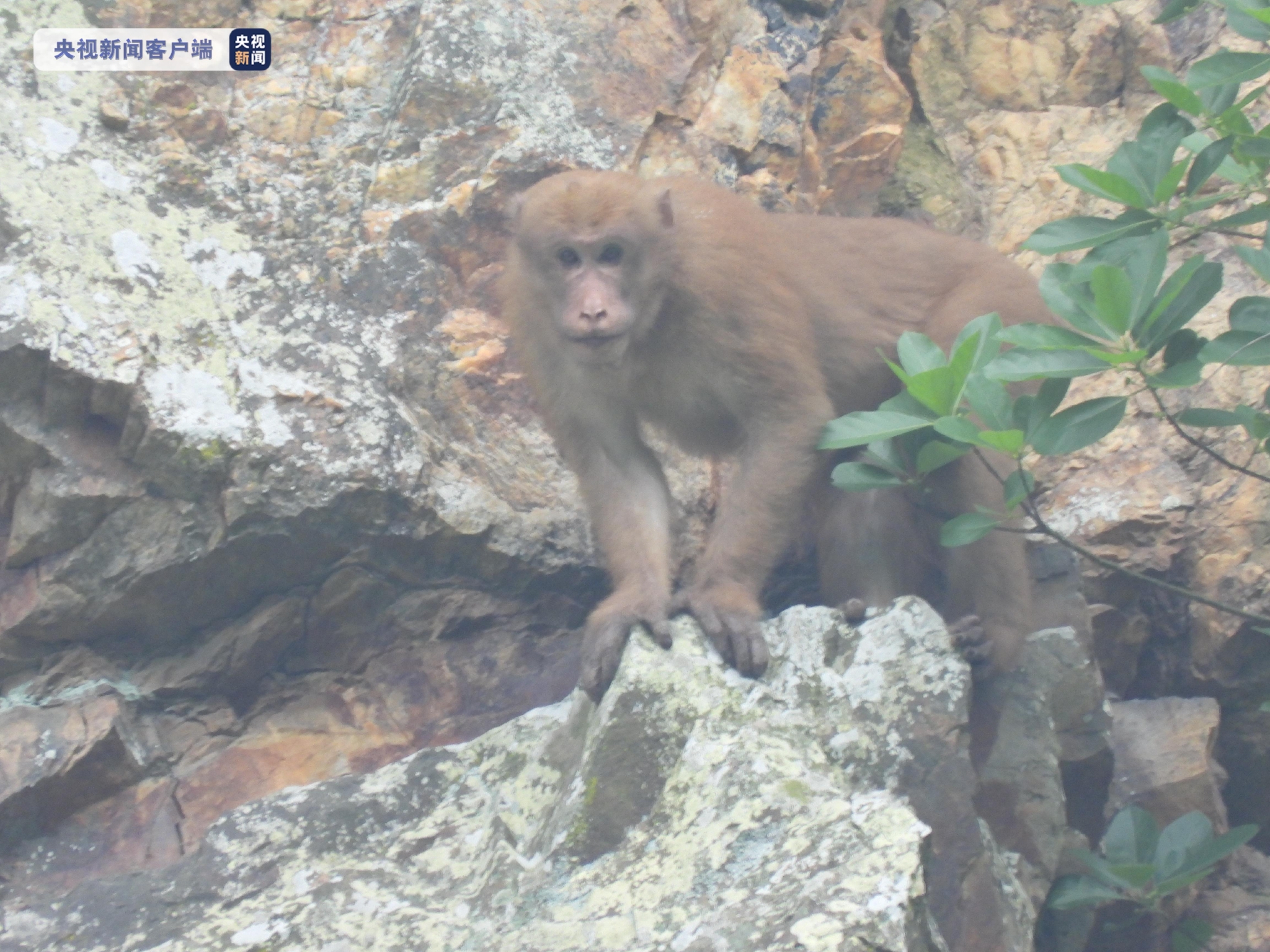 广西大明山再次发现国家二级重点保护野生动物熊猴