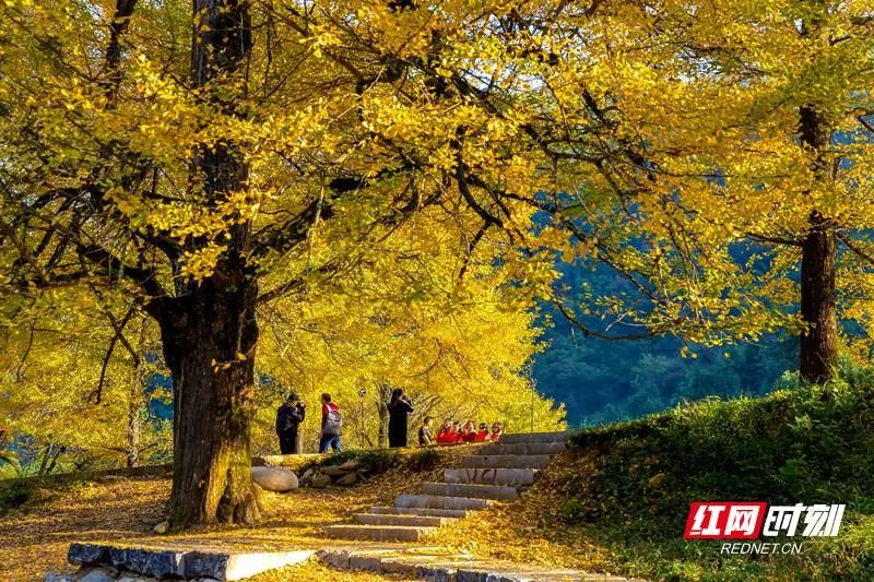 金秋时节的双牌桐子坳.刘斌/摄