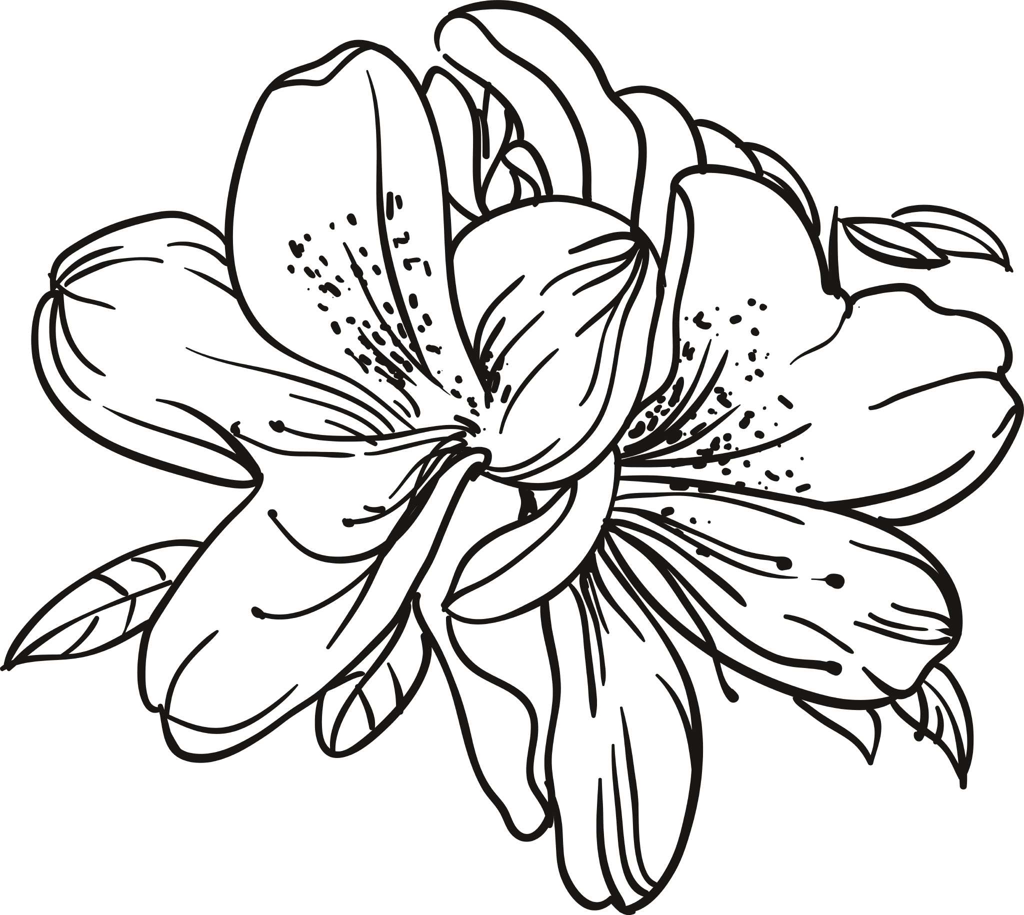 从昆明到海盐研发中国自己的杜鹃花新品种