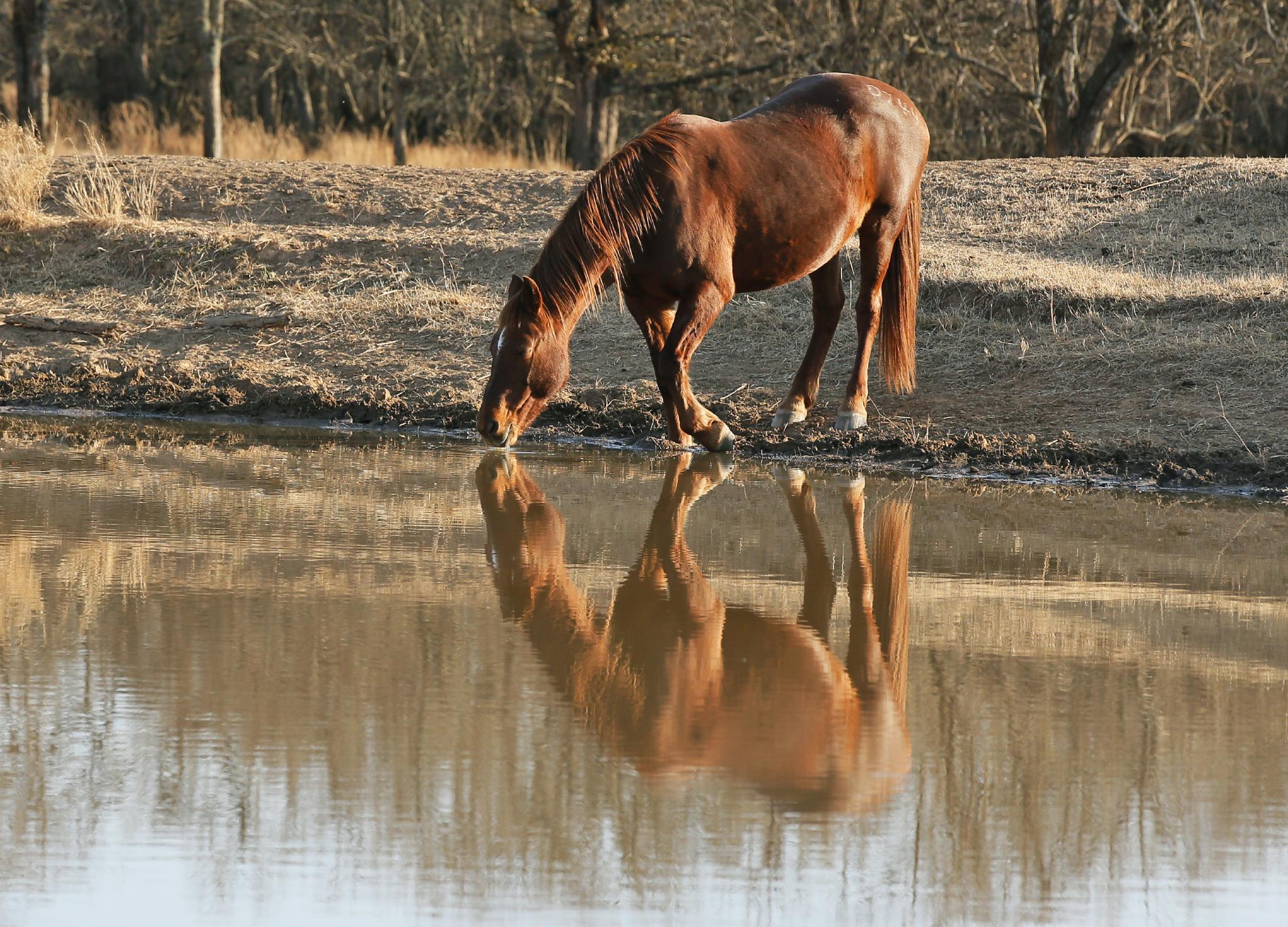 美国科罗拉多州马流感疫情暴发