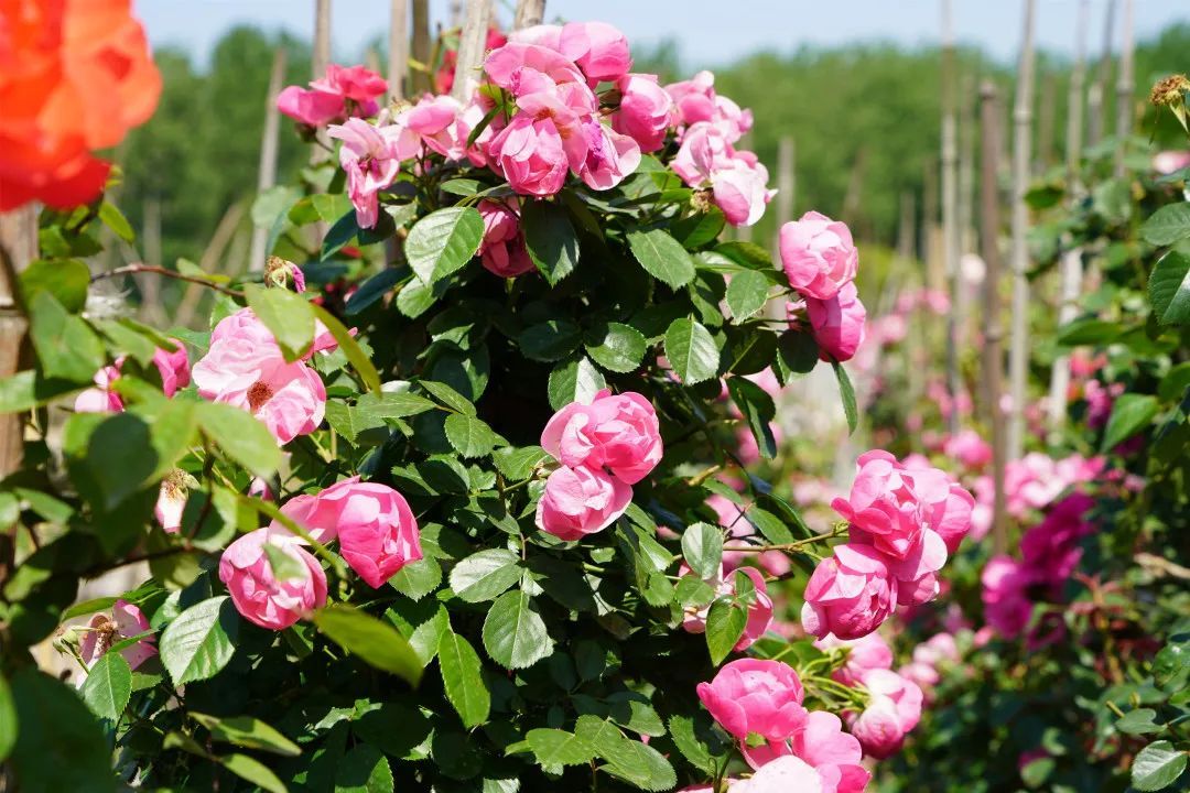 月季花期将持续至5月底,愿疫情早日结束,我们能在花墙之下,共赏绝美花