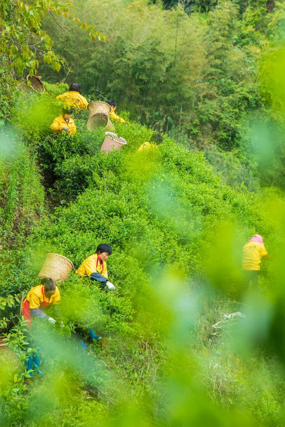 图 | 采茶 黄奕彬
