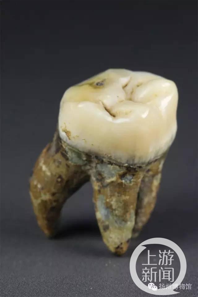 ▲隋炀帝墓西耳室出土的牙齿。图片来源/扬州博物馆