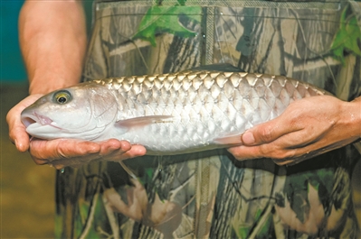 鱼中贵族流溪游弋