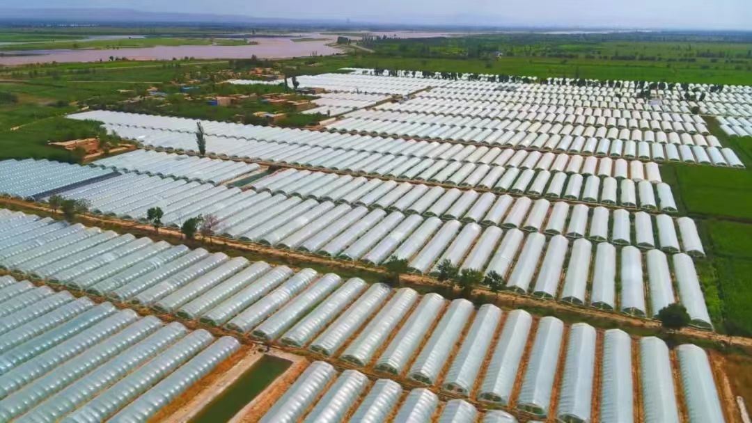 图为中宁县石空镇村集体果蔬种植合作社