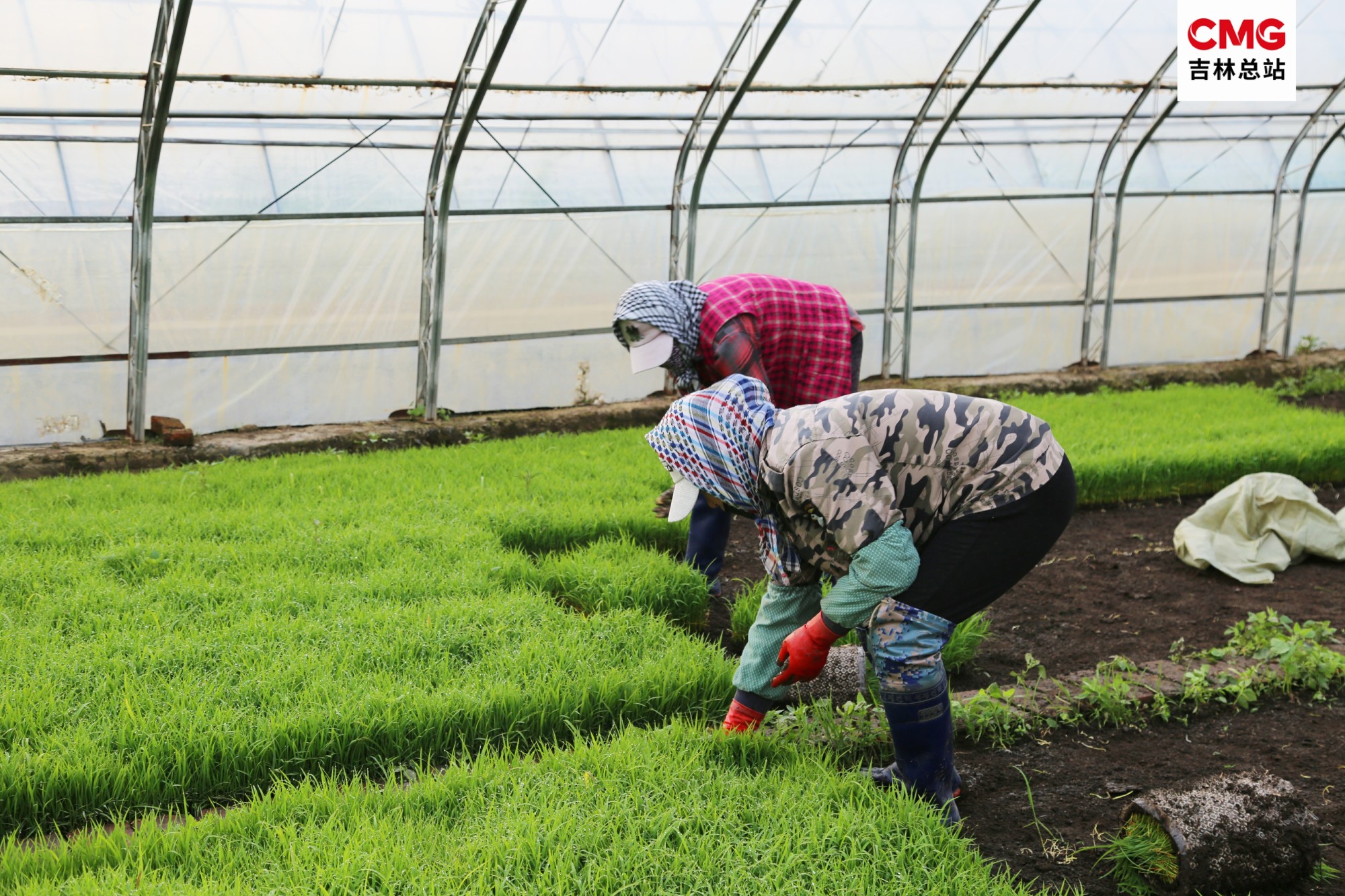 工人们在大棚里起苗