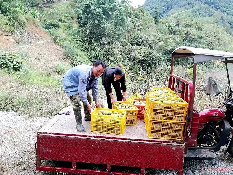 罗汉果成为奔向小康的“致富果”