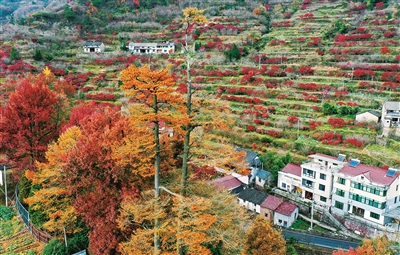 棠溪村:繁花簇拥,古树守翠