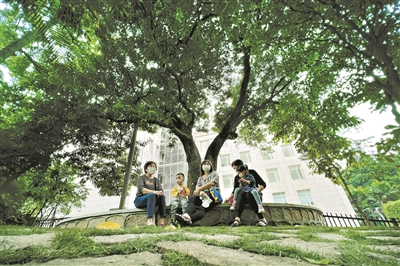 奇芒树下好乘凉