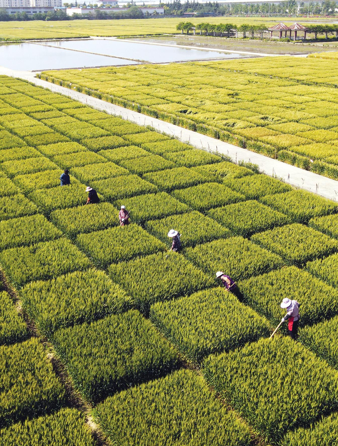 农民抢抓农时田间地头呈现一派忙碌的劳作景象