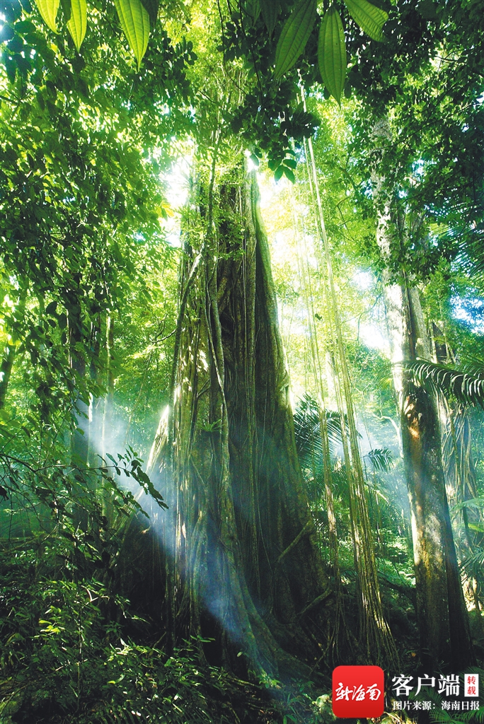霸王岭热带雨林.苏晓杰 摄