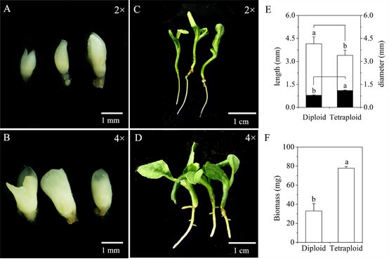 图4 二倍体和四倍体厚朴体细胞胚及植株对比