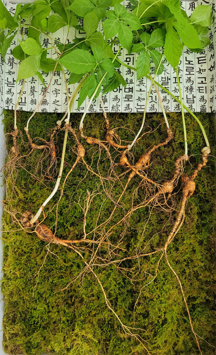 韩国大叔深山挖到百年孩儿参估价近100万人民币(图)_手机新浪网