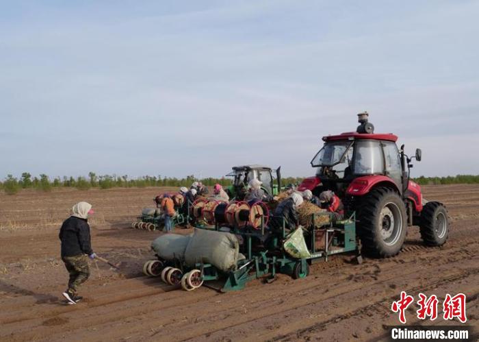 图为黄芪栽植现场。秦英摄