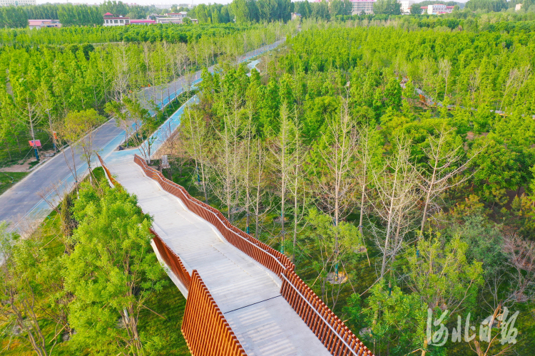 图说雄安千年秀林扮靓雄安