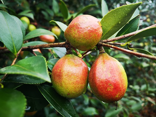 油茶果实.林科院亚林所供图