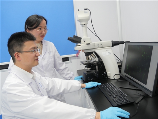 吕奔(左)和袁芳芳(右)在进行细胞免疫荧光观察.王昊昊 摄