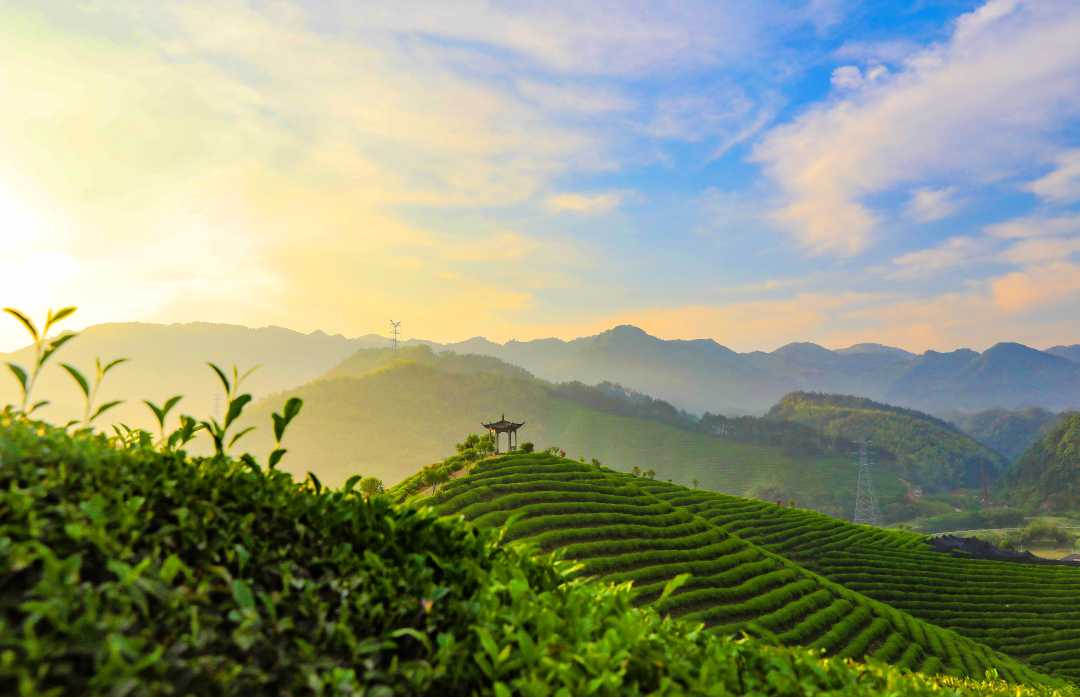 (大美中国)初夏茶园美如画|杭州市_新浪财经_新浪网