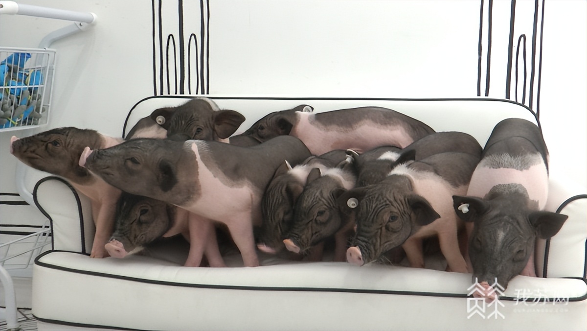 "撸猪店"火了!rua"二师兄"要注意这些