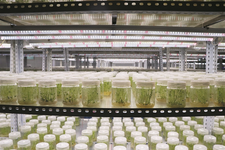 图① 四师农科所培育的马铃薯脱毒种苗(摄于5月5日)。