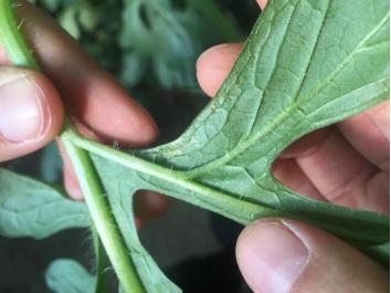 春季西瓜甜瓜必防害虫蓟马