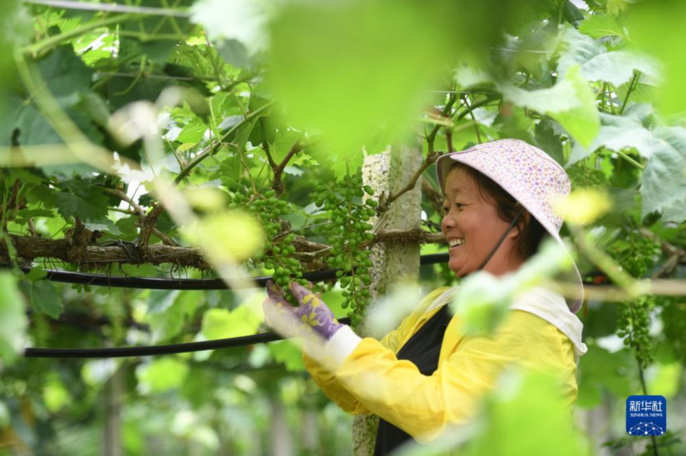 在广西东兰县武篆镇东里村葡萄园，工作人员在管护葡萄（5月6日摄）。