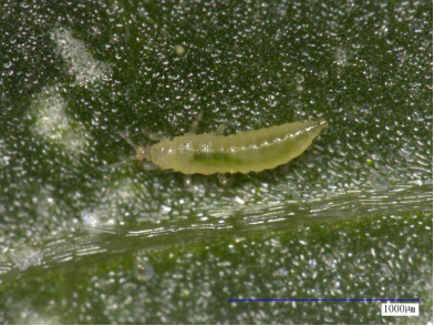 蓟马为不完全变态昆虫,一生经历卵,若虫,伪"蛹"和成虫四个发育阶段