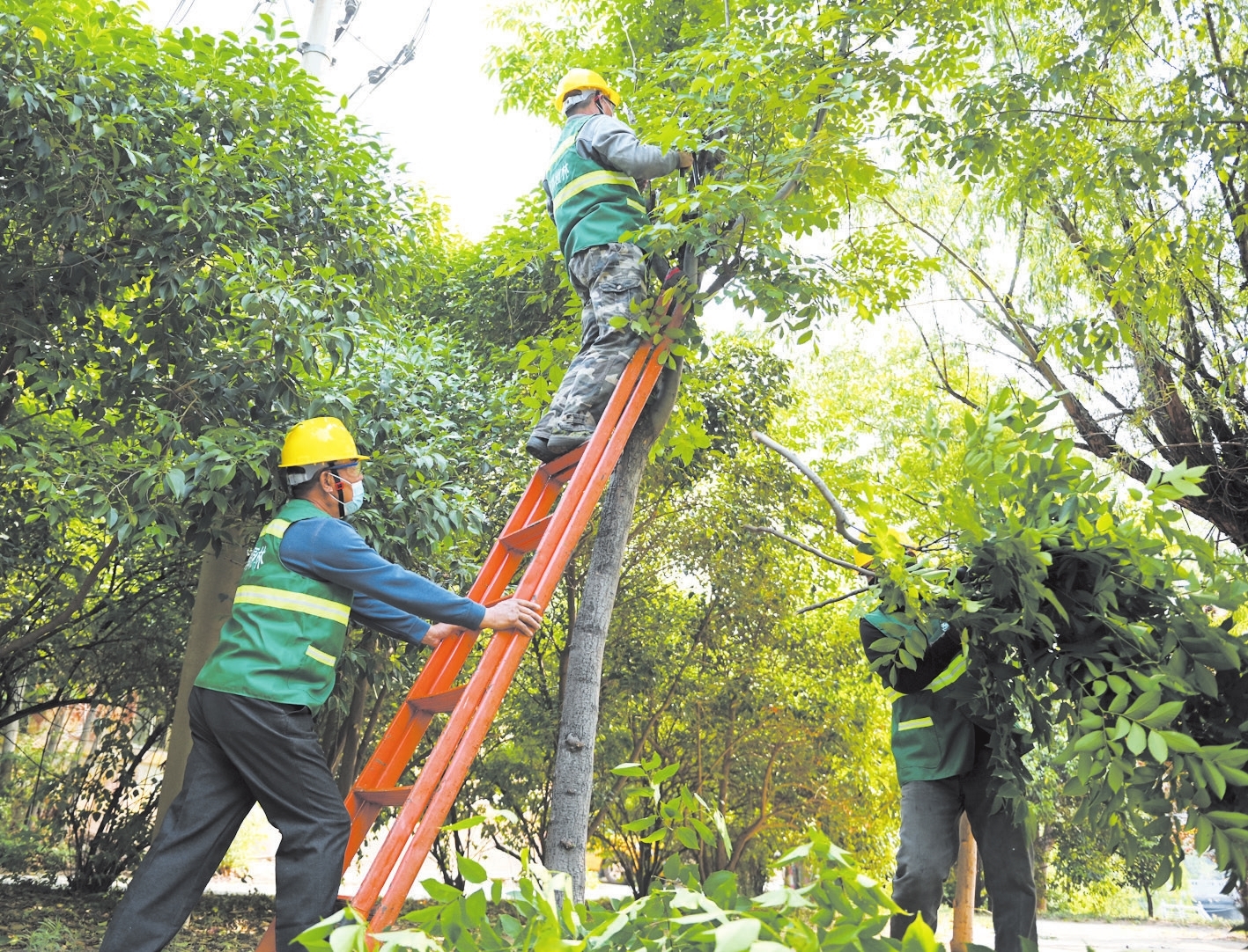 日前,为避免树枝影响供电线路安全,市园林局工作人员修剪树木,消除