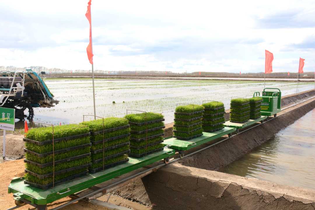 种植户还购进了新型的运苗机械,铺设池埂轨道运输车,为插秧做好充足