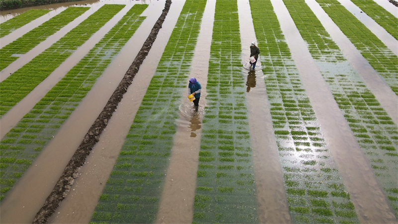 河北唐山海港经济开发区水稻育秧基地劳作忙