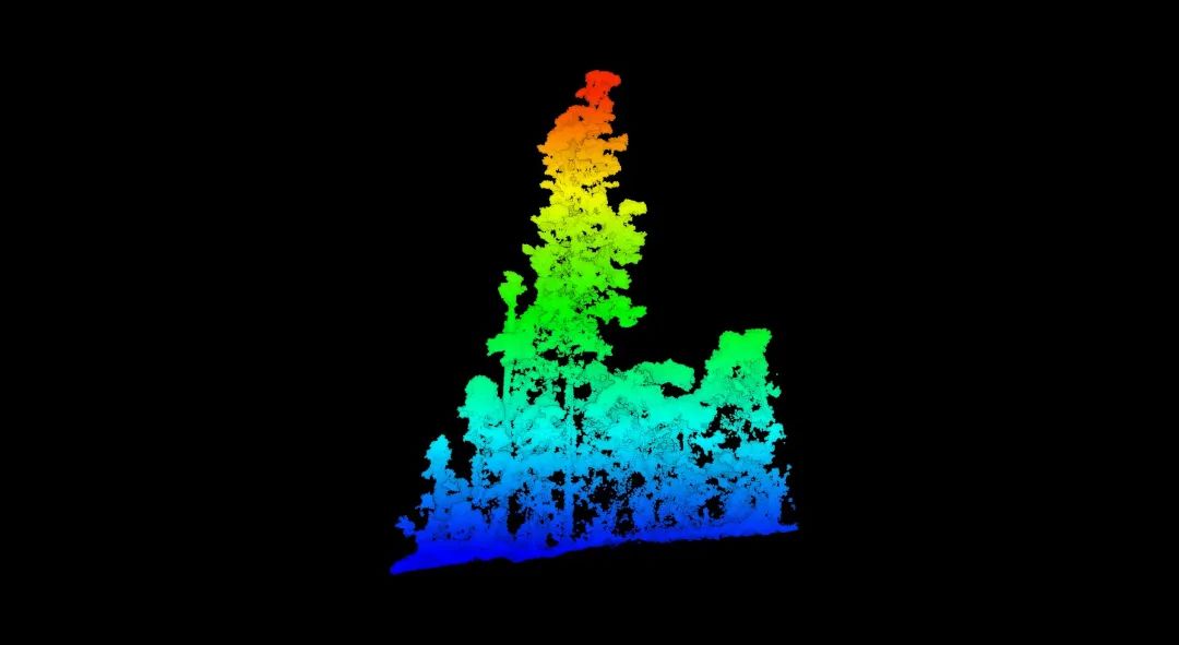 西藏墨脱发现中国大陆“最高的树”