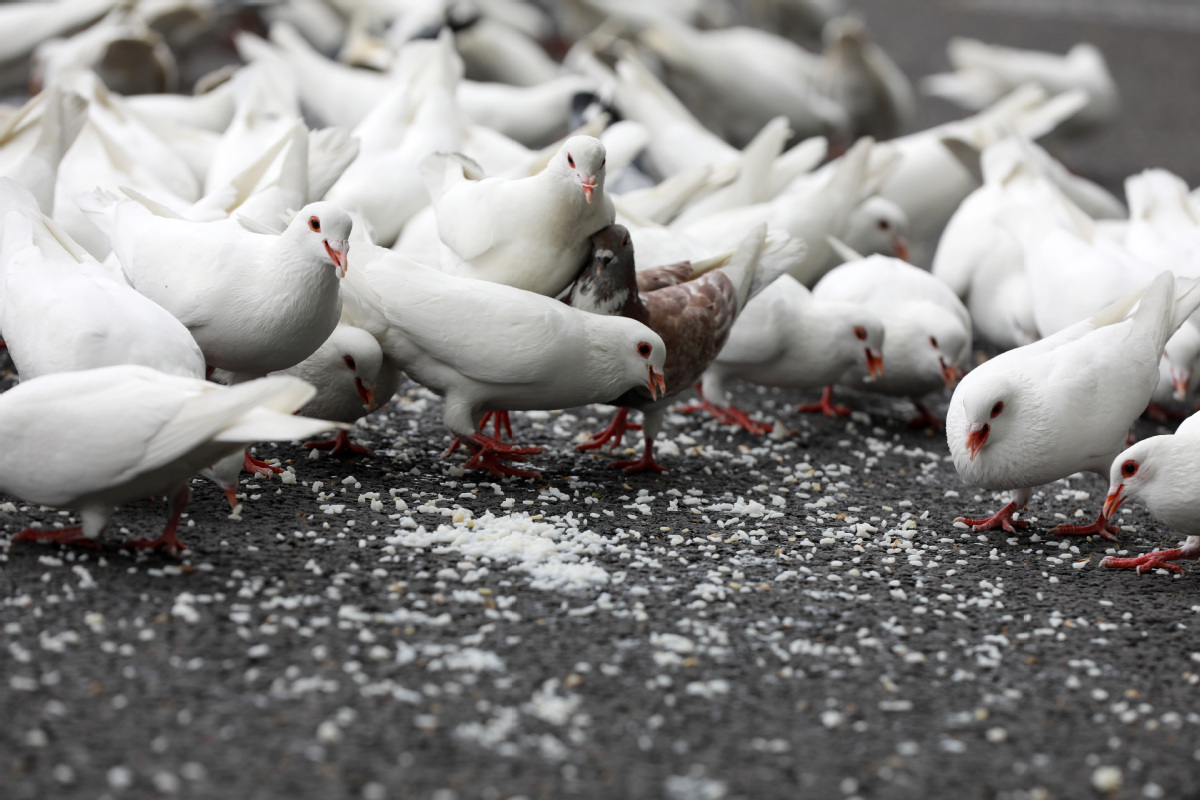 5月10日，上海市人民广场附近，鸽子在进食。（中国日报记者 朱兴鑫 摄）