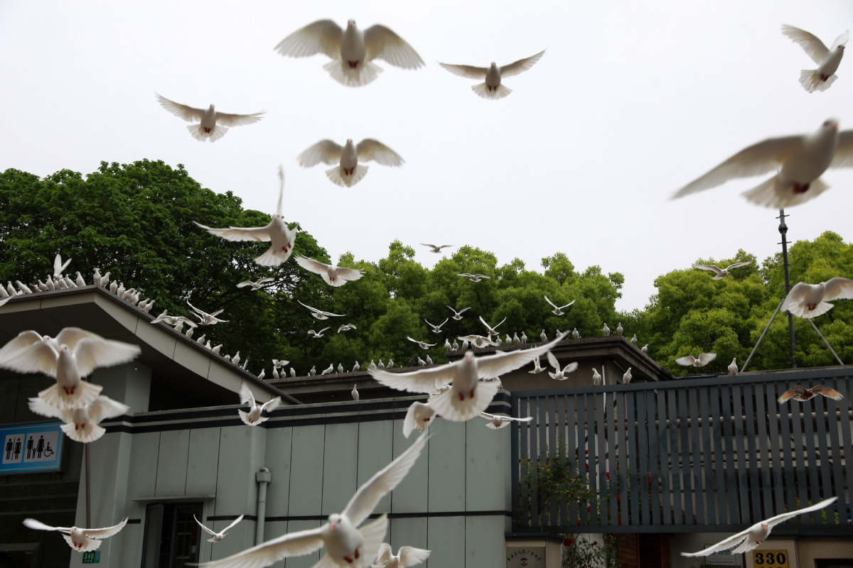 5月11日，上海市人民广场附近休憩飞翔的鸽子。（中国日报记者 朱兴鑫 摄）