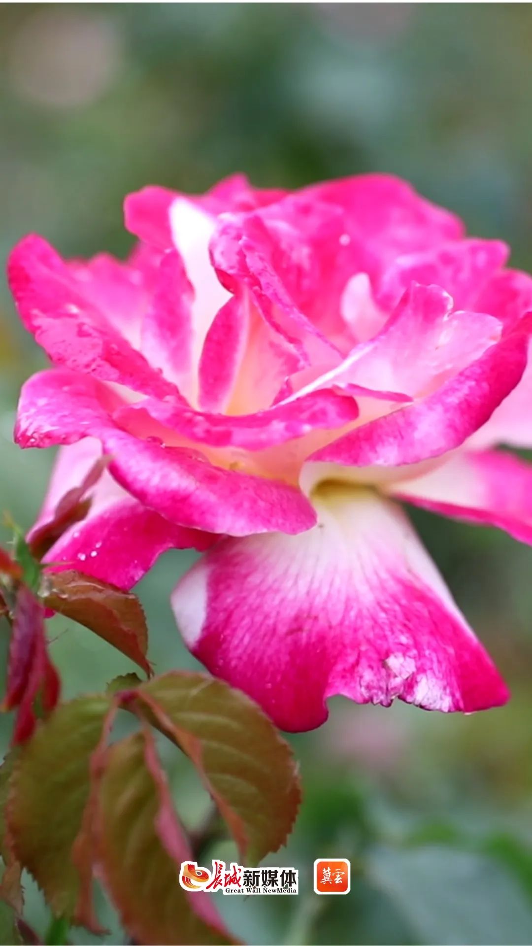 记在心上的五个廊坊丹凤公园五光十色月季香