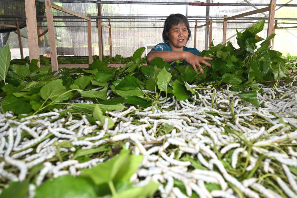 诗意中国乡村四月闲人少才了蚕桑又插田
