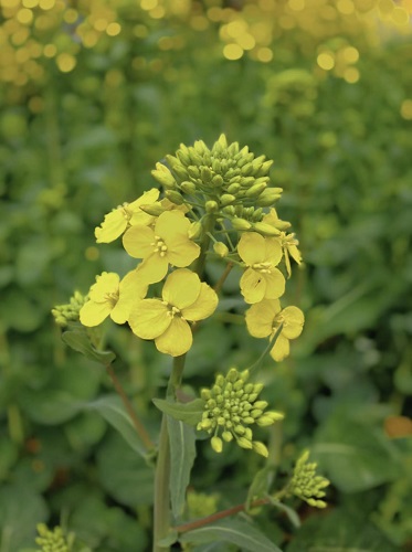 来中国60余年甘蓝型油菜练成半冬性技能