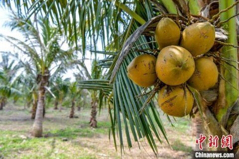 在白土村的椰林园内,不少椰树已挂果.骆云飞 摄