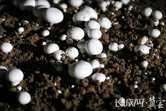 三河市皇庄镇口蘑种植基地一角,口蘑们破土而出,竞相生长