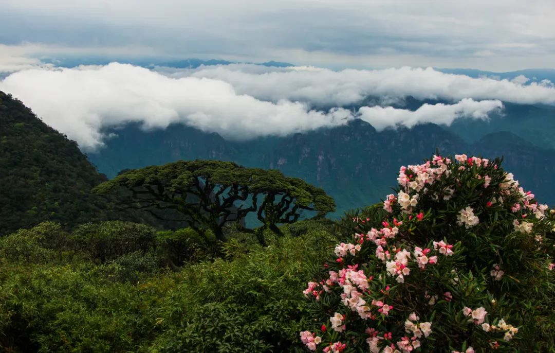 【县域动态】金秀圣堂山杜鹃花开了!|圣堂山_新浪财经_新浪网