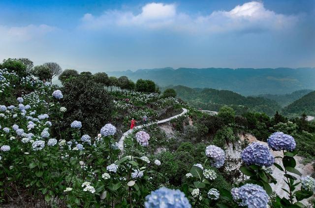 巴南区石龙镇将举行第三届绣球花旅游文化节