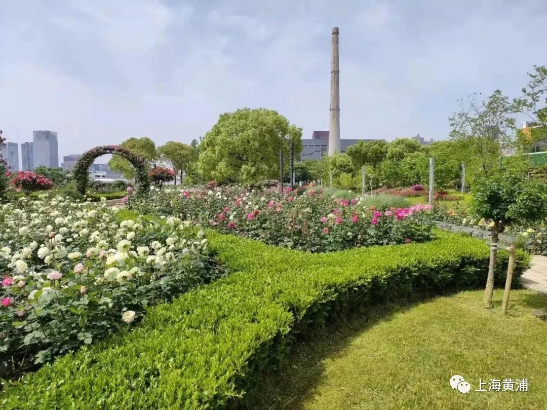 黄浦滨江月季园正值最佳观赏期云赏一波