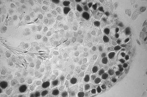  图片来源：《公共科学图书馆—生物学》