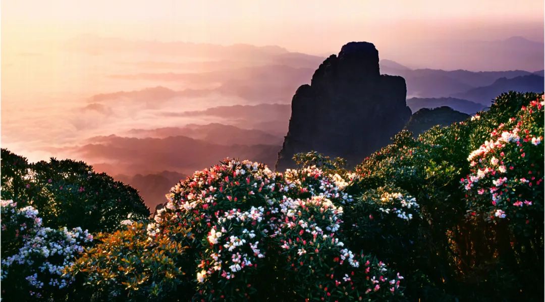 【县域动态】金秀圣堂山杜鹃花开了!|圣堂山_新浪财经_新浪网