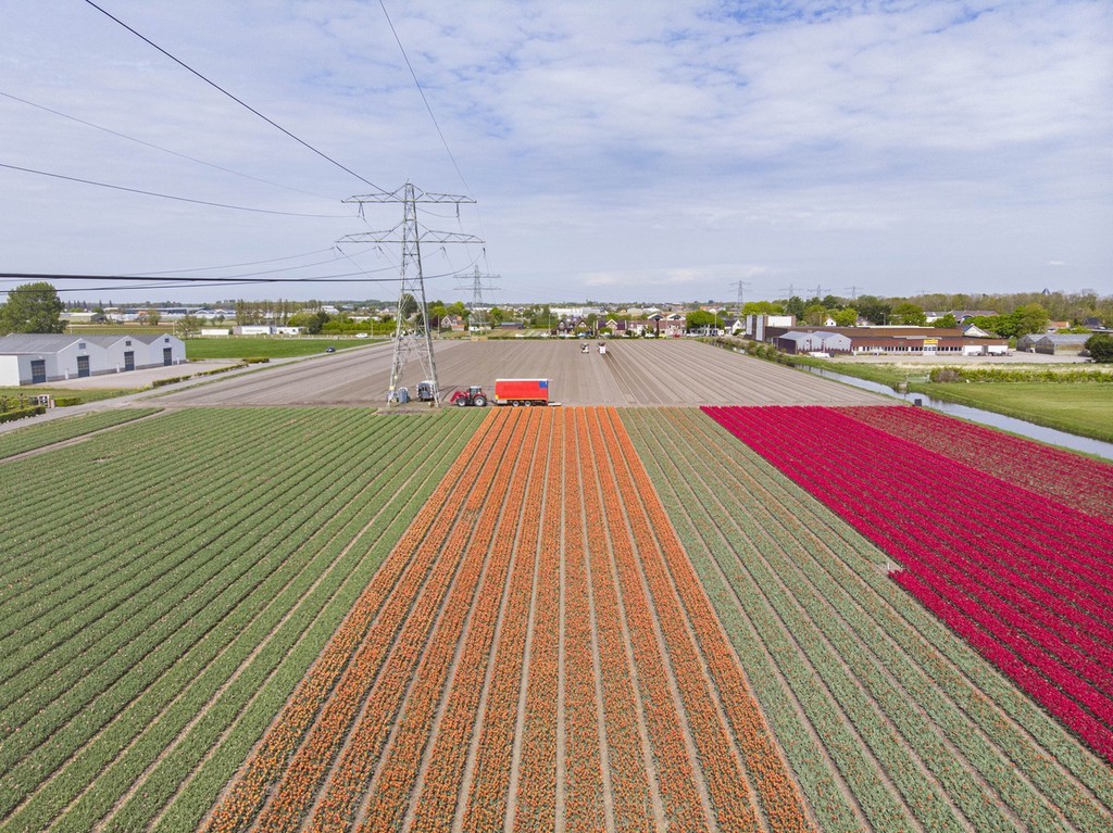 荷兰利瑟春景迷人郁金香花田美成画