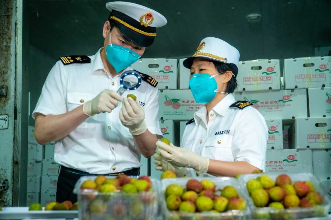 全荔以赴深圳海关保障荔枝优鲜出口一带一路