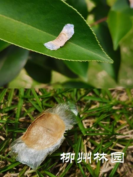 黄花风铃木是紫葳科,风铃木属落叶乔木,会随着季节变化而更换风貌.