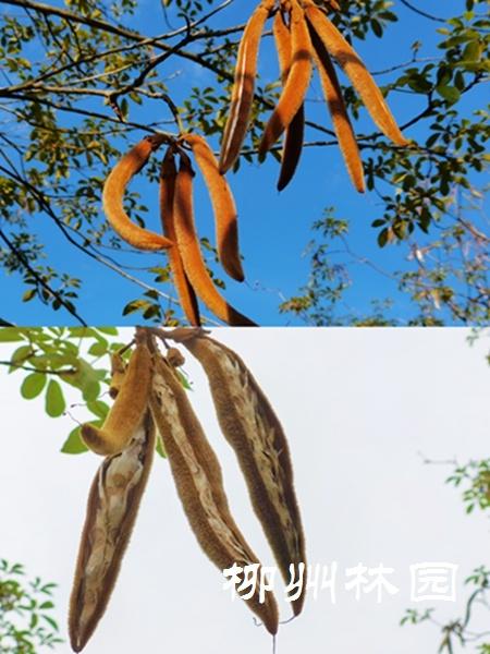 黄花风铃木是紫葳科,风铃木属落叶乔木,会随着季节变化而更换风貌.