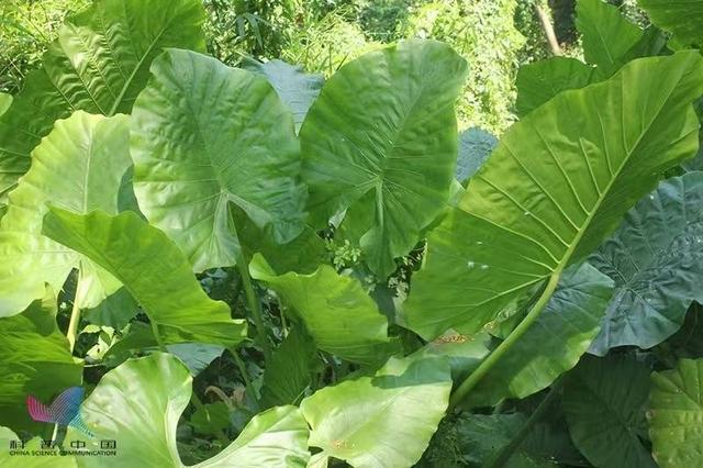 主要表现喉咙和口腔的不适,喉舌发痒,肿胀,流口水,胃部灼痛,恶心呕吐