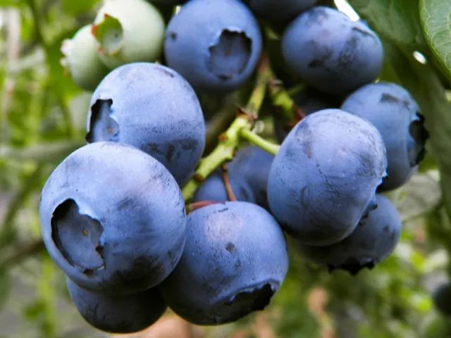 云南高原大果径蓝莓甜