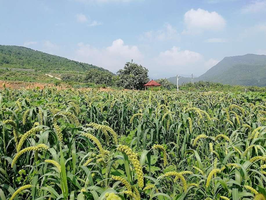 67京郊春谷备播关键期专家给出最佳施肥配方